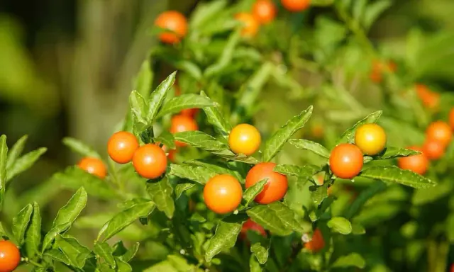 Des baies orange vif et jaunes sur un feuillage vert luxuriant. L'entretien du pommier d'amour est simple, il aime le soleil.