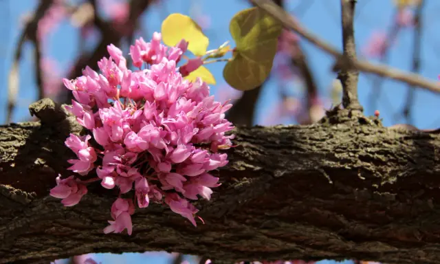 Grappe de fleurs roses sur une branche d'arbre de Judée. Le ciel bleu est visible en arrière-plan.