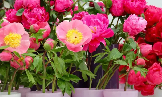 Un bouquet de pivoines en pot, aux teintes roses et rouges éclatantes, avec des boutons encore fermés.