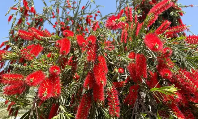 Arbre aux fleurs rouges vives, ressemblant à un rince bouteille.