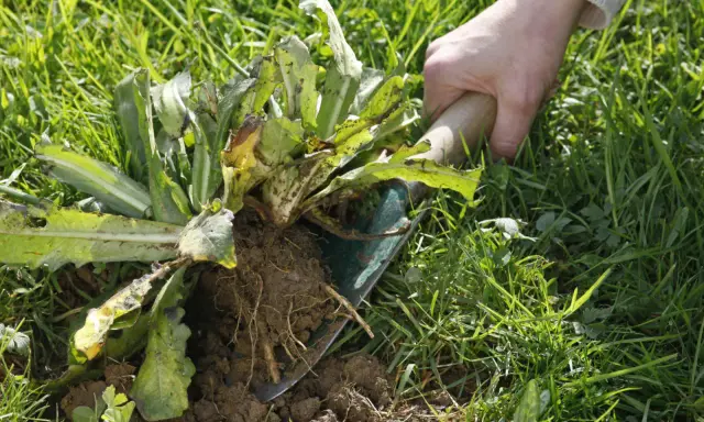 Main d'une personne arrachant une mauvaise herbe piquante avec une pelle. Les racines sont visibles dans la terre.