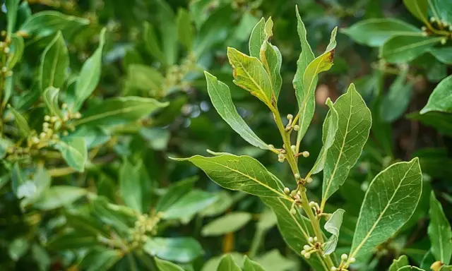 Gros plan sur des feuilles de laurier vertes, prêtes à tailler une haie de laurier trop large.