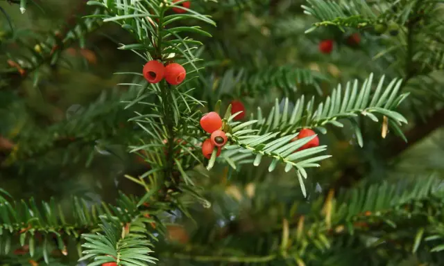 Gros plan sur des baies rouges vives sur un if vert foncé. Idéal pour savoir comment tailler un if trop haut.