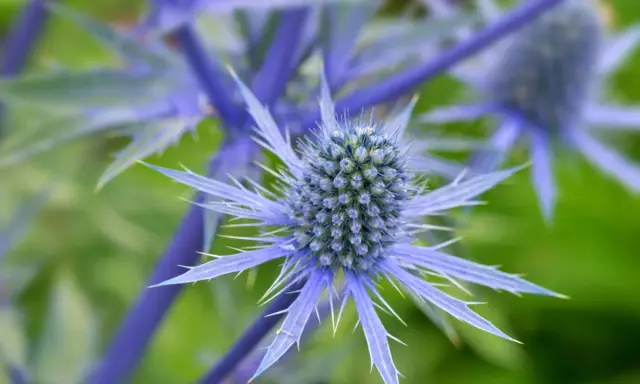 Gros plan sur un chardon bleu aux épines bleues et pointues, se détachant sur un fond vert flou.
