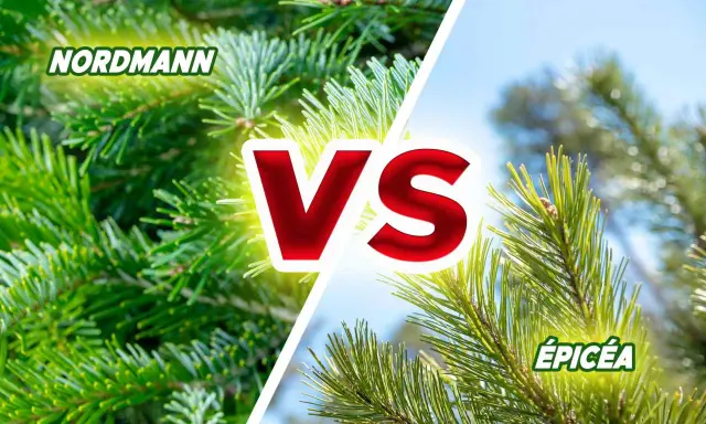 Comparaison entre le sapin Nordmann et l'épicéa, deux conifères populaires pour les fêtes.