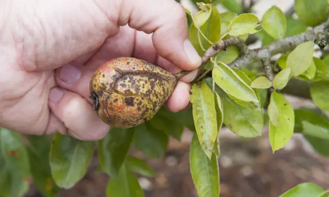 Main d'une personne tenant une poire affectée par la maladie du poirier, avec des taches brunes et des craquelures sur la peau.