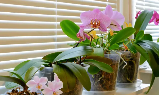 Plusieurs orchidées en pot, certaines avec des fleurs roses et jaunes, se tiennent sur un rebord de fenêtre derrière des stores. Une bouture orchidée dans l'eau attend de prendre racine.
