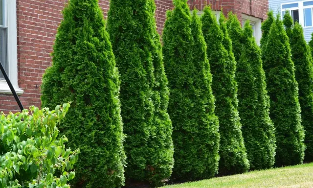 Une haie de thuyas verts et denses borde une maison en briques. Le printemps est idéal pour savoir quand tailler les thuyas afin de maintenir leur forme.