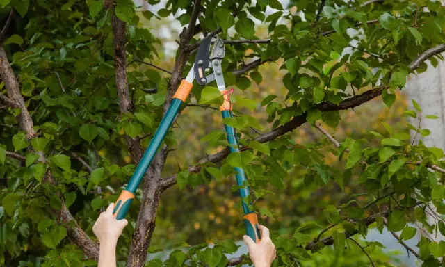 Des mains tiennent un sécateur pour apprendre comment élaguer un arbre, coupant une branche feuillue.