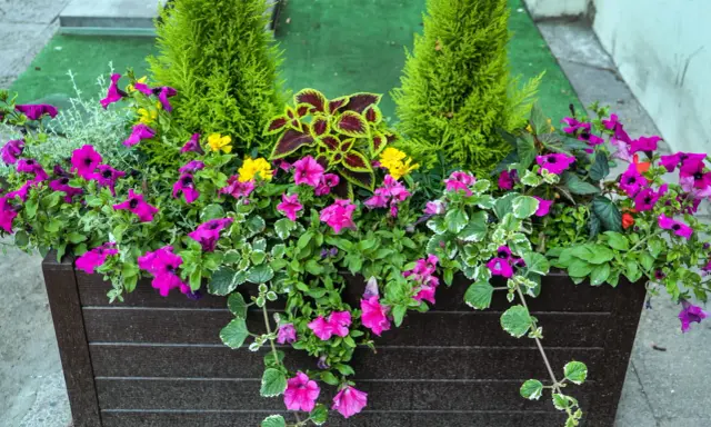 Jardinière débordante de fleurs roses et jaunes, avec des conifères et des feuilles colorées. Un bel arrangement de plantes pour jardinière toute l'année.