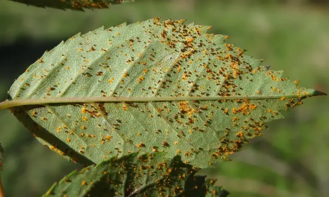 Feuille de rosier atteinte par la rouille, présentant de petites pustules orange et brunes sur sa surface verte.