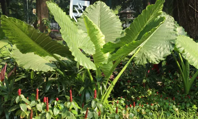 Plante à grosse feuille extérieure, ses larges feuilles vertes dominent un parterre de fleurs rouges.