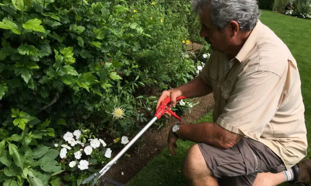 Un jardinier utilise un sécateur pour apprendre comment couper les roses fanées et entretenir son jardin fleuri.