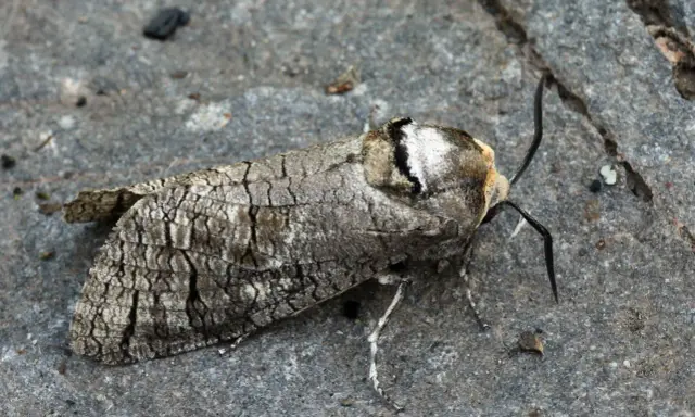 Papillon cossus, camouflage parfait sur le bois. Un danger pour les arbres, mais une merveille pour les yeux.