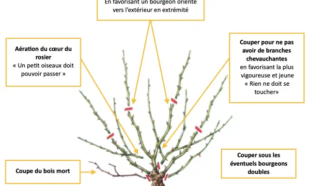 Illustration de la taille d'un rosier grimpant : aérer le cœur, couper le bois mort, et choisir les bourgeons pour une belle croissance.