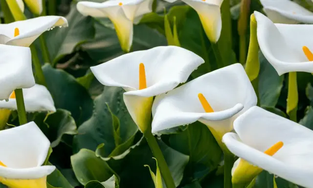 Un par d'arum blanc, leurs pétales immaculés ornés de perles de rosée, se dressent fièrement parmi le feuillage luxuriant.