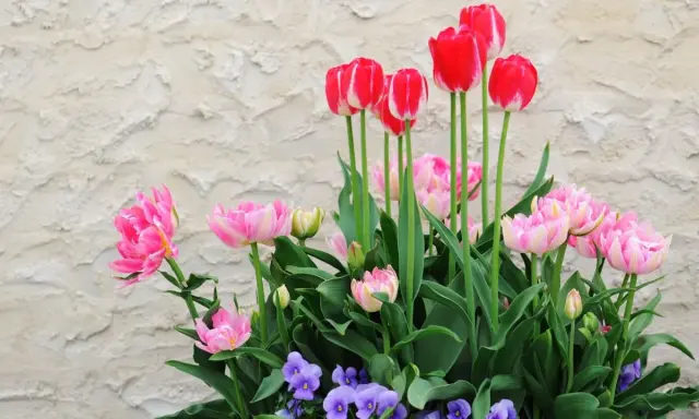 Magnifique jardinière printanière : tulipes roses et rouges, pensées violettes. Idéal pour apprendre comment planter des tulipes en jardinière.