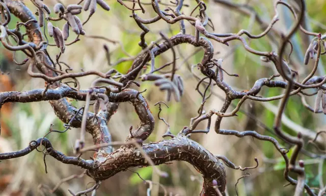 Gros plan sur les branches torsadées d'un saule tortueux, certaines portant des chatons discrets.