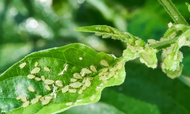 Pucerons sur une feuille, signe d'une haie en maladie. Un traitement est nécessaire pour sauver la plante.