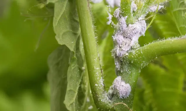 Gros plan sur une tige de plante envahie par des cochenilles cotonneuses, nécessitant un traitement rapide.
