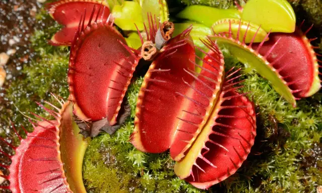 Plante carnivore aux pièges rouges vifs, prête à attraper une mouche.