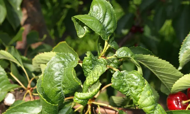 Feuilles de cerisier recroquevillées, signe d'une maladie. Les feuilles sont déformées et plissées, affectant la santé de l'arbre.
