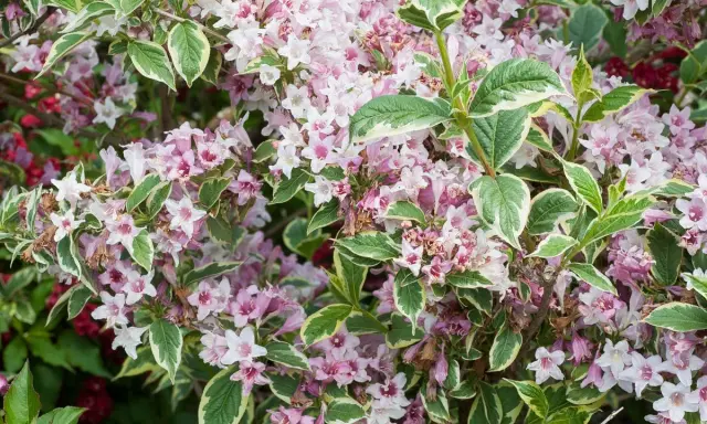 Gros plan sur un arbuste de weigelia aux fleurs roses et blanches, avec un feuillage panaché vert et blanc. Sa hauteur est idéale pour un massif.