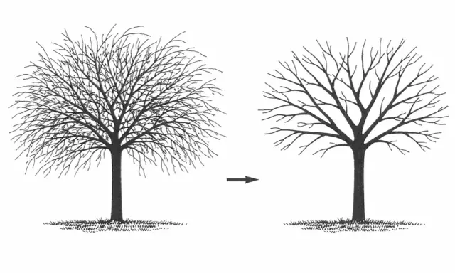 Illustration montrant un arbre touffu avant et un arbre élagué après. C'est une bonne idée pour savoir quand tailler les arbres fruitiers.