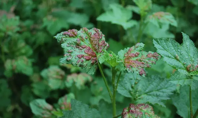 Feuilles vertes atteintes de cloques rouges, signe d'une maladie nécessitant un traitement. Le traitement cloque du pêcher est essentiel pour la santé des plantes.