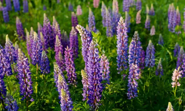 Champ de lupins fleurs aux teintes violettes et bleues, baigné par la lumière du soleil.