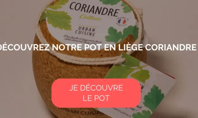 Pot en liège pour cultiver de la coriandre, idéal pour un potager urbain.