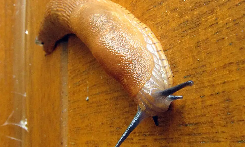 Une limace orange grimpe sur une surface en bois. Une invasion de limaces, pourquoi tant de ces créatures rampantes ?
