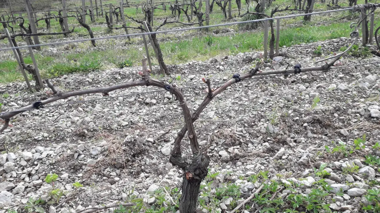 Vigne taillée, prête pour la saison. Les sarments sont attachés aux fils de fer, attendant de nouvelles pousses.