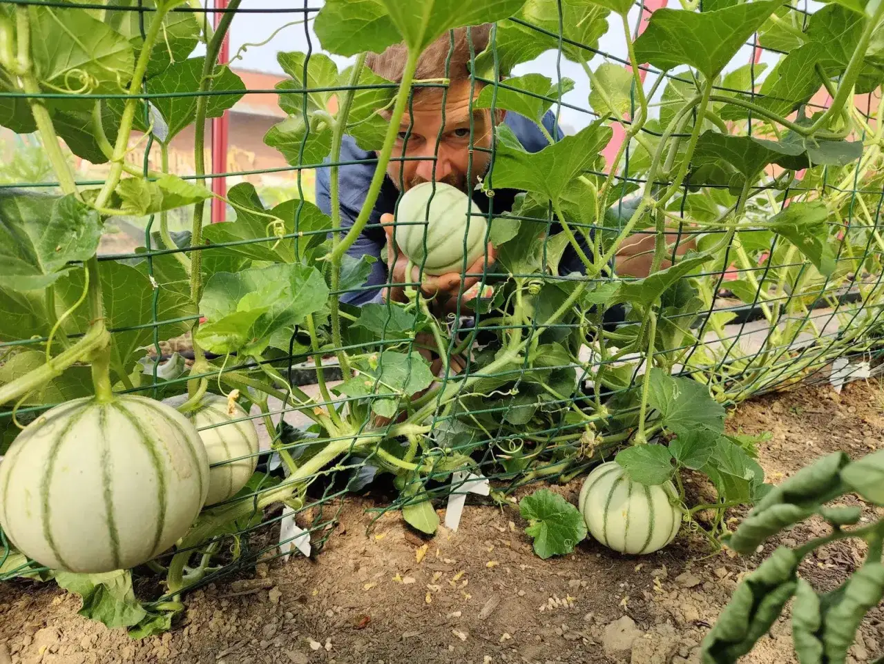 Un homme examine un jeune melon dans une plantation de melons. Les melons sont encore petits et verts, avec des rayures distinctives.
