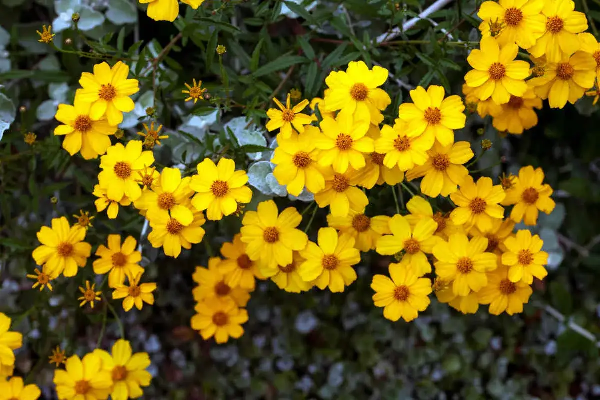 Un bouquet de soucis fleurs jaunes éclatantes illumine le jardin, leurs pétales délicats dansant au gré de la brise.