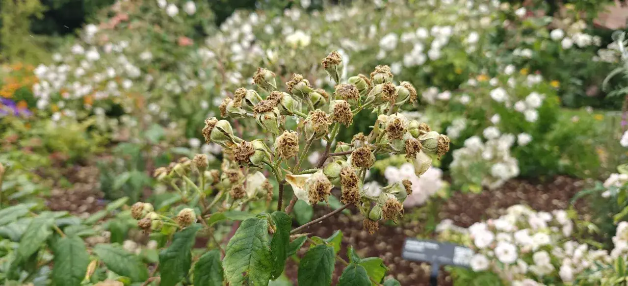 Gros plan sur des rosiers dont les fleurs sont fanées, prêtes à être coupées. Le savoir-faire pour comment couper les roses fanées est essentiel pour la santé de la plante.