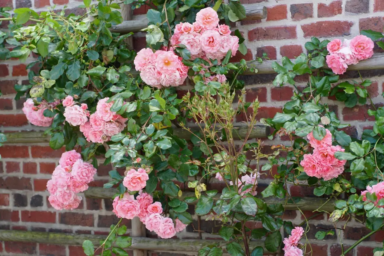 Un rosier grimpant aux fleurs roses épanouies s'enroule sur un mur de briques. Sa taille est parfaite pour habiller ce mur.