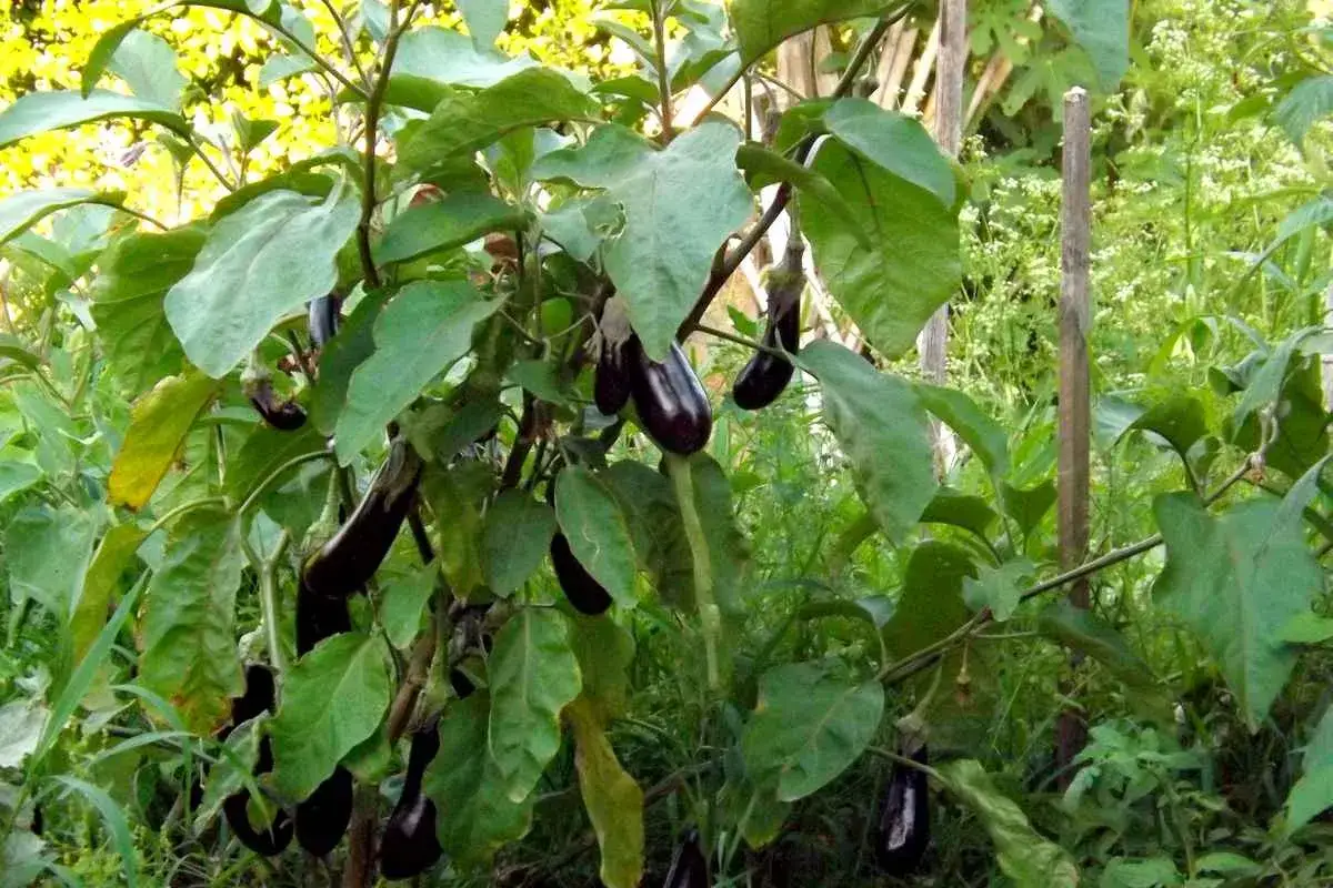 Un plant d'aubergine potager chargé de fruits violets, prêt à être récolté.