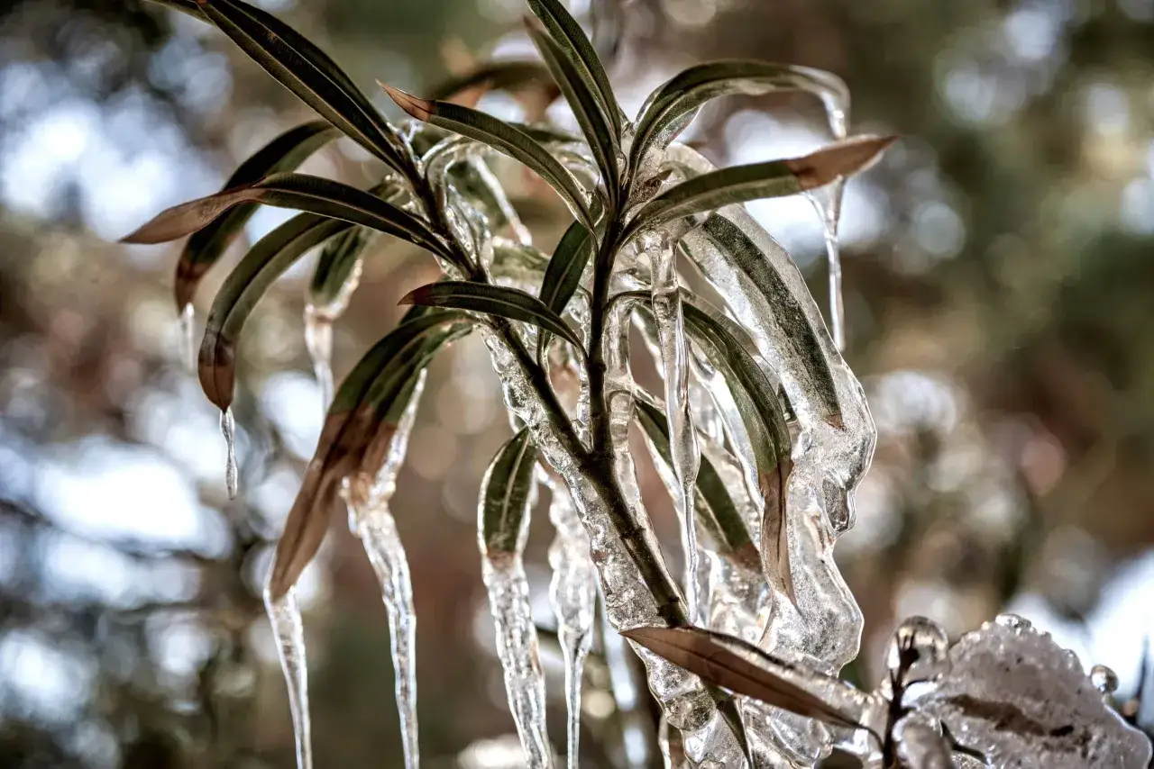 Des stalactites de glace ornent les feuilles d'un laurier rose gelé, figé dans un silence hivernal.