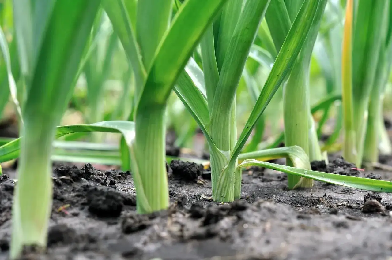 Jeunes plants de poireaux dans la terre. Le moment idéal pour savoir quand planter les poireaux d'hiver est maintenant, pour une récolte savoureuse.