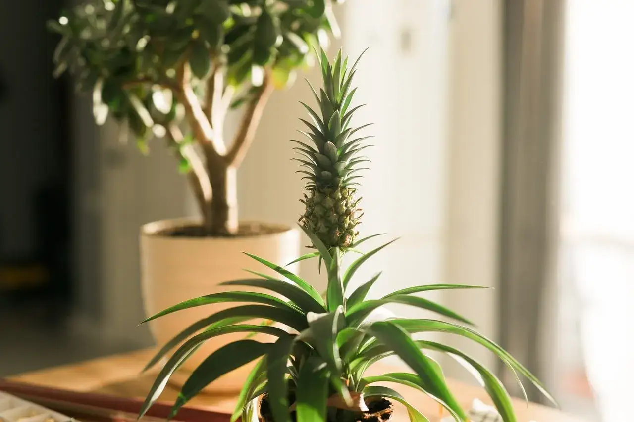 Un jeune ananas commence à pousser sur sa plante, promettant une future récolte.