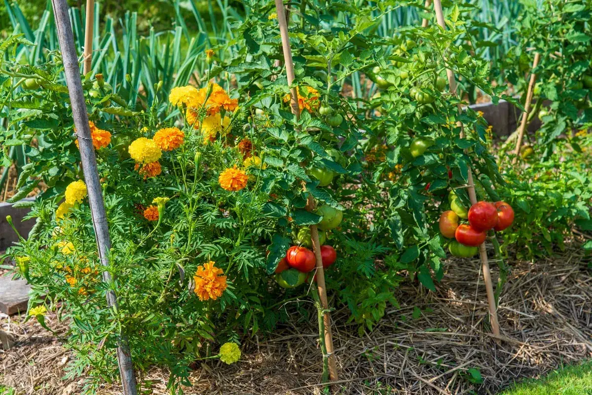 Tomates mûres et vertes, accompagnées de fleurs de souci. Un jardinier avisé sait quel légume ne pas planter à côté des tomates.