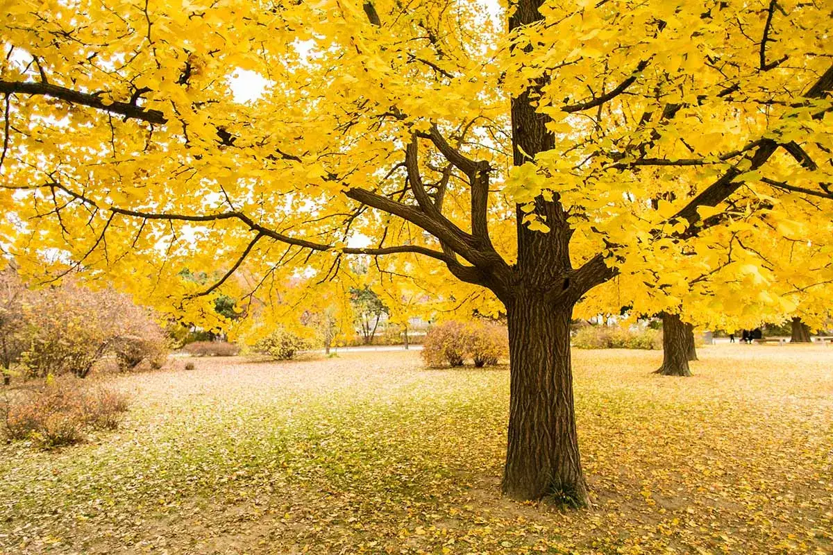 Un magnifique ginkgo arbre aux feuilles d'un jaune éclatant, parsemant le sol d'une tapis doré.