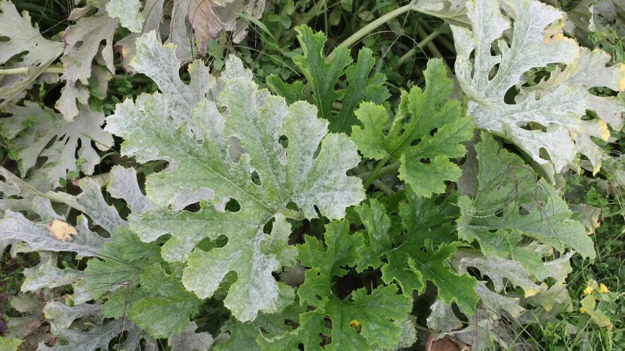 Feuilles de courgette atteintes par le mildiou, avec une poudre blanche recouvrant certaines parties, signe d'une maladie végétale.