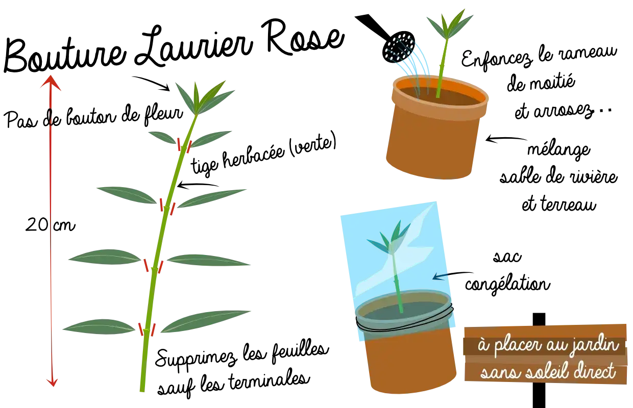 Illustration montrant comment faire une bouture de laurier rose. Une tige est coupée, puis mise en pot et recouverte d'un sac plastique.