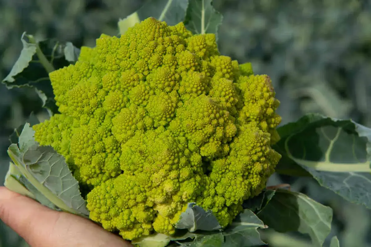Une main tient un chou romanesco vert vif, aux spirales fractales parfaites, prêt à être cuisiné.