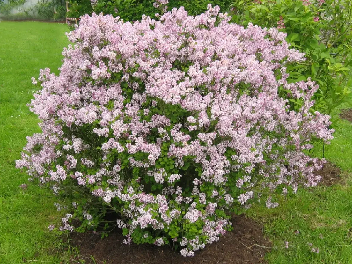Un lilas rose en pleine floraison, prêt pour la taille. Quand tailler les lilas ? Après la floraison pour profiter de ses grappes parfumées.
