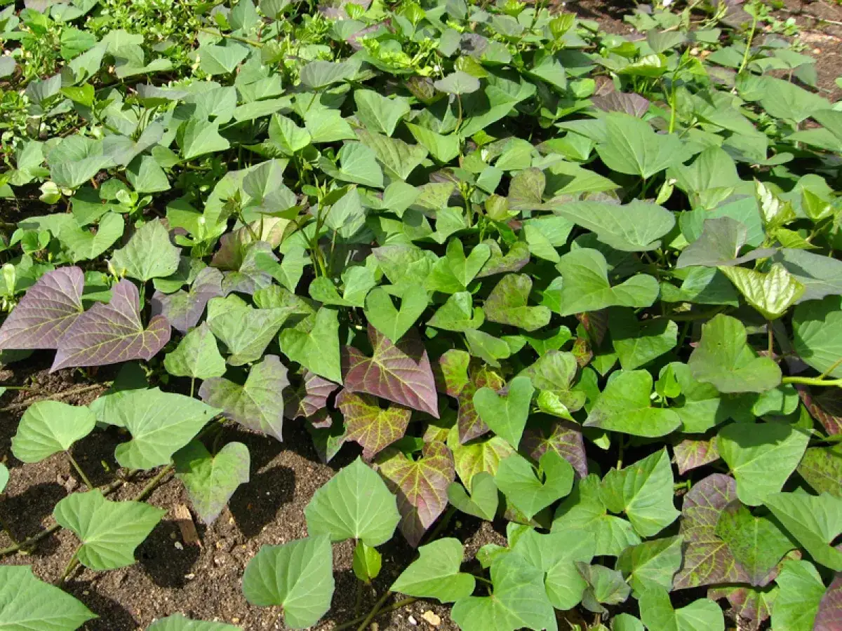 Feuilles vertes et pourpres de plants de patate douce s'étendant sur le sol.