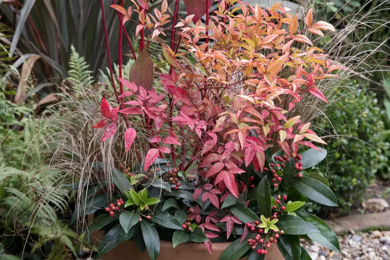 Un arrangement de plantes d'automne avec un bambou sacré aux feuilles rouges et orangées, des baies rouges et des graminées.