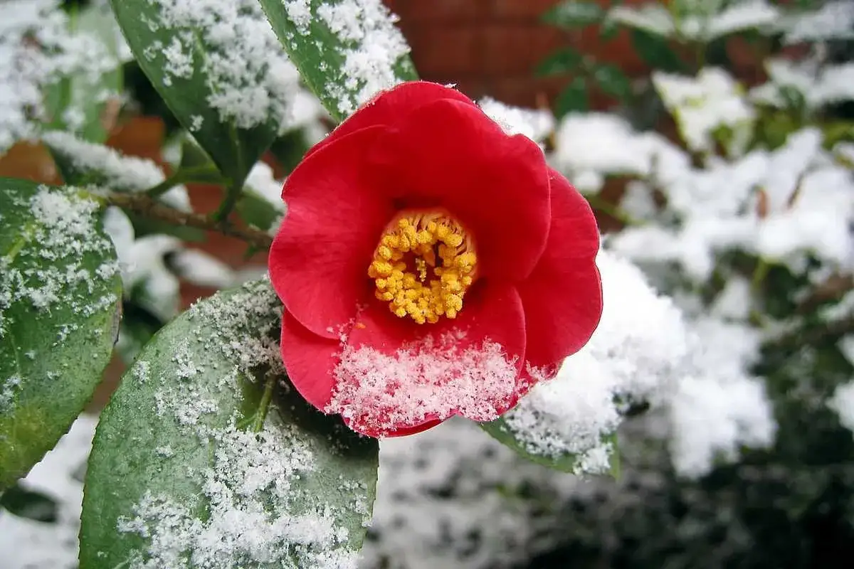 Un camélia en pot, d'un rouge éclatant, se dresse fièrement sous une fine couche de neige. Ses pétales veloutés contrastent avec la blancheur hivernale.